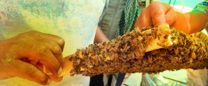 Bienenstock, Projekt bienen für den Frieden
