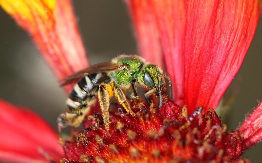 Bienen für den Frieden – Förderung von Biodiversität und interreligiösem Dialog