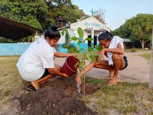 Mulheres do Pará plantando mudas na comunidade Soledade muito impactada por queimadas. 